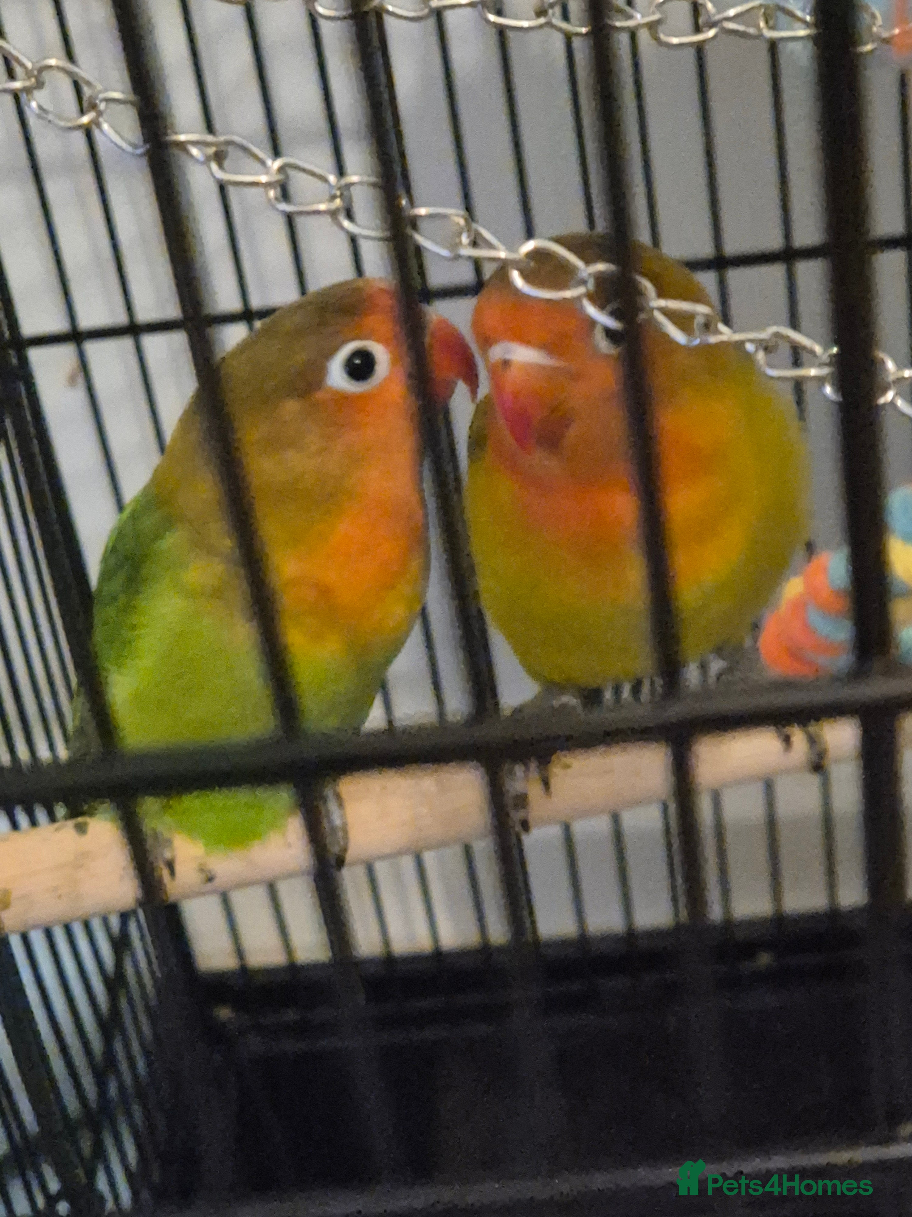 Lovebirds birds Lovebirds - Advert 2