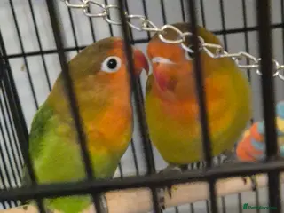 Lovebirds birds Lovebirds - Advert 2