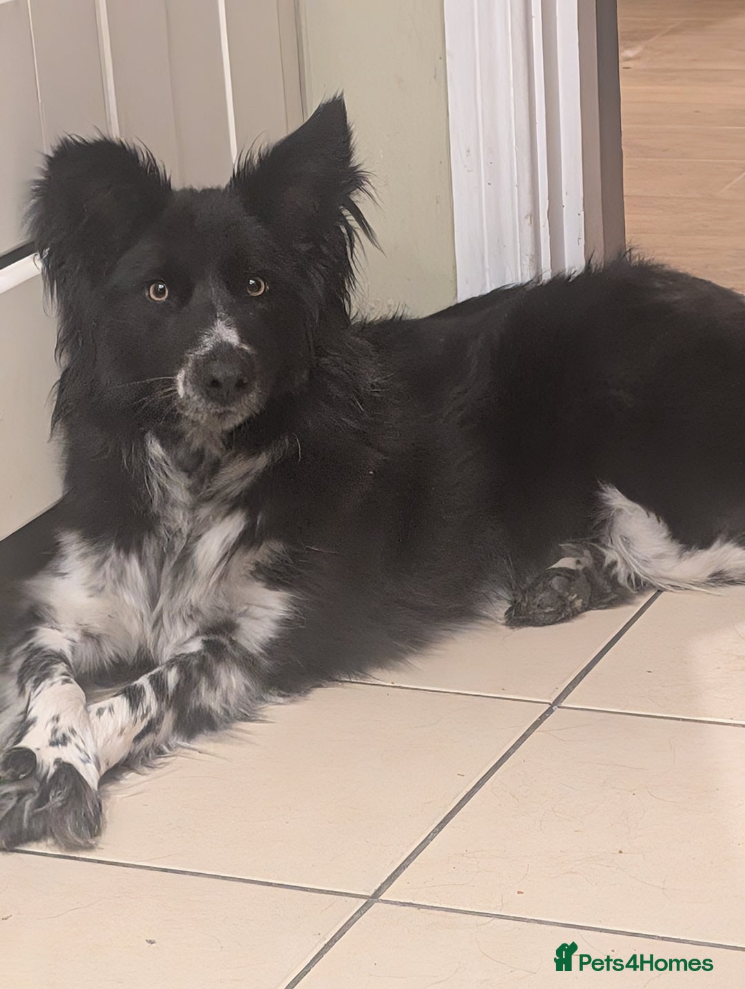 Border Collie dogs for sale: 2 year old bird collie female - Advert 1