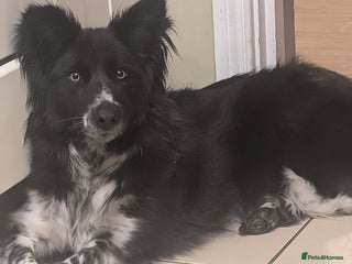 Border Collie dogs 2 year old bird collie female - Advert 5