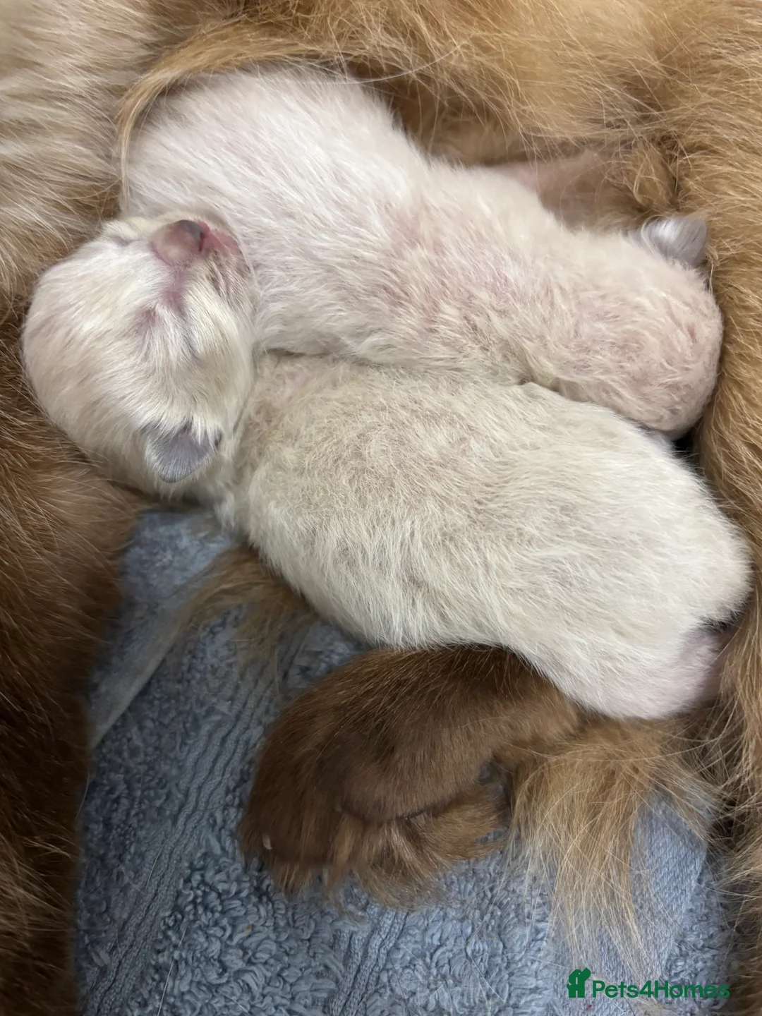 Ragdoll cats for sale: Ragdoll kittens🌸🐈 - Advert 4