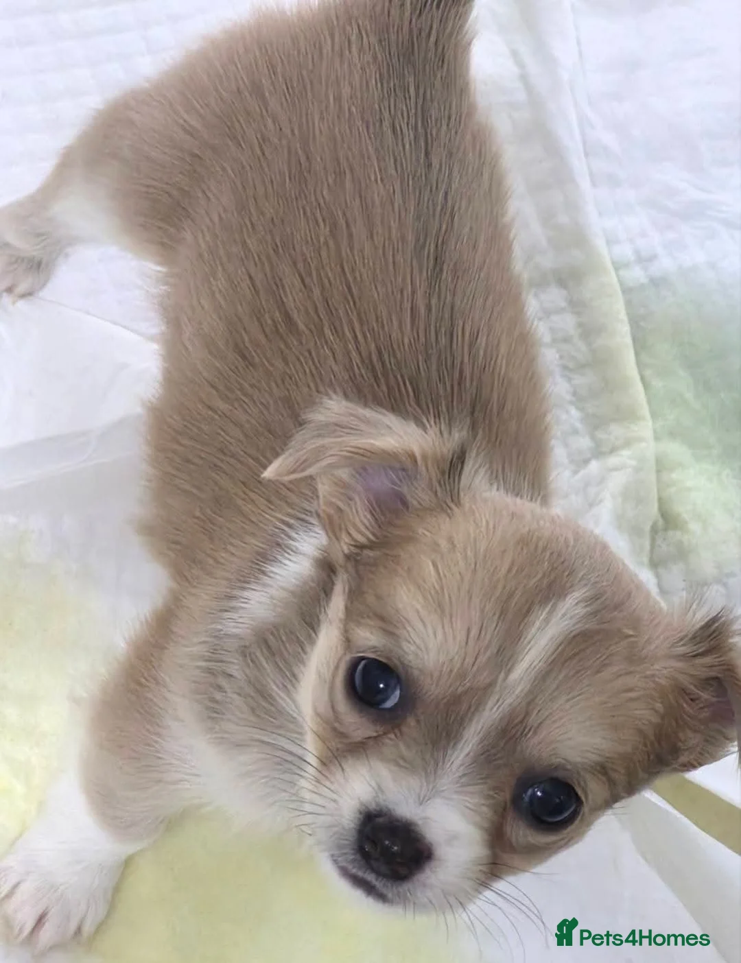 Chihuahua dogs for sale: Pure Chihuahua puppies  - Advert 32