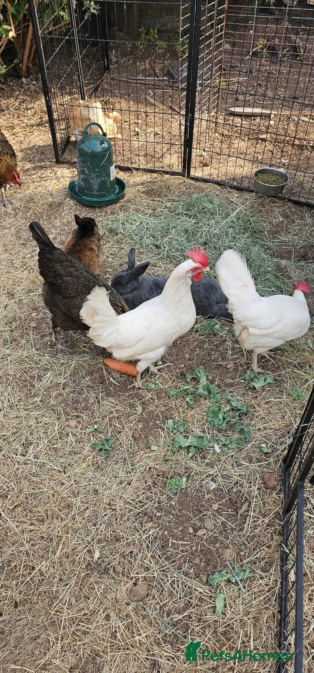Chickens poultry for sale: Pet chickens  in Chepstow - Advert 2