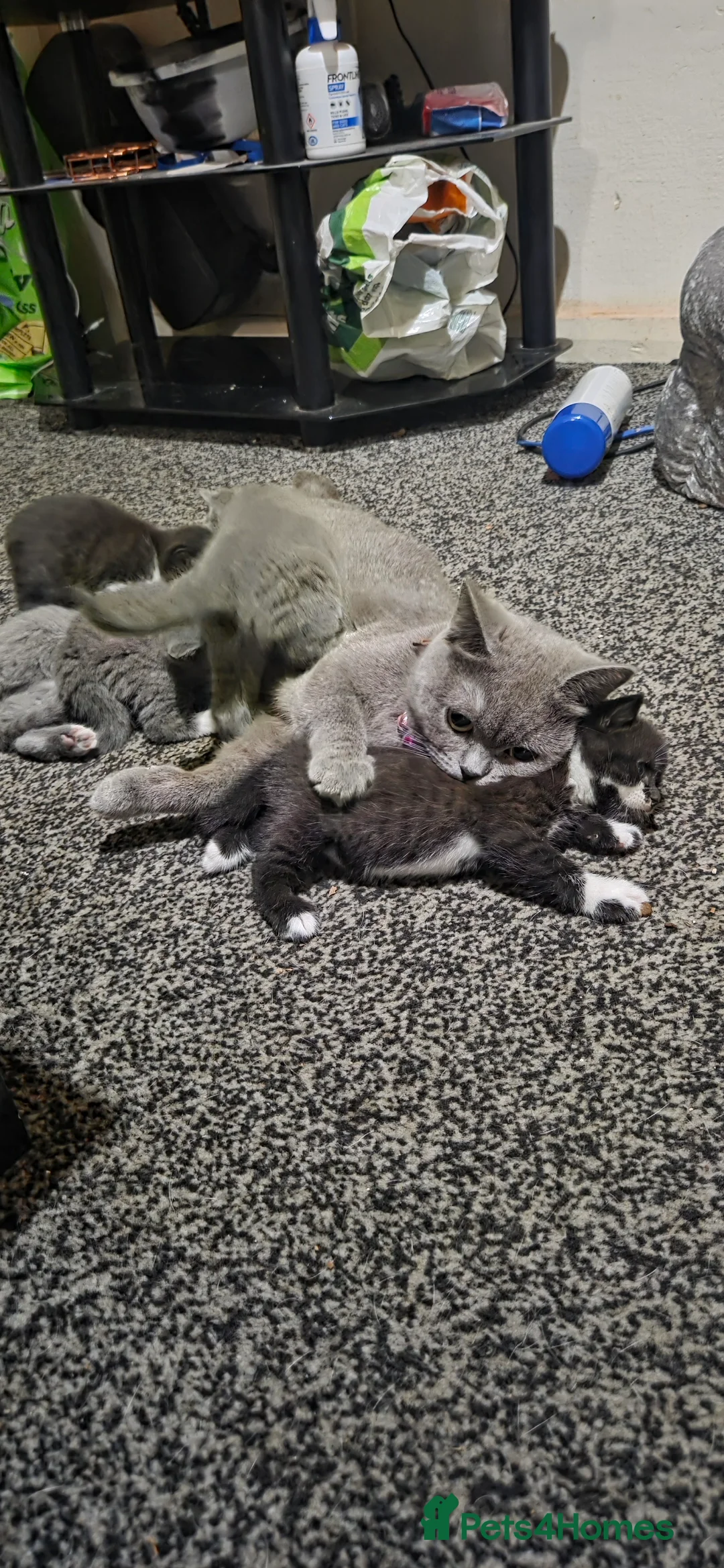 British Shorthair cats for sale: British Short Hair  - Advert 8