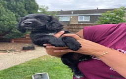 Cocker Spaniel dogs for sale: Cocker spaniel pups ready now - Image 13