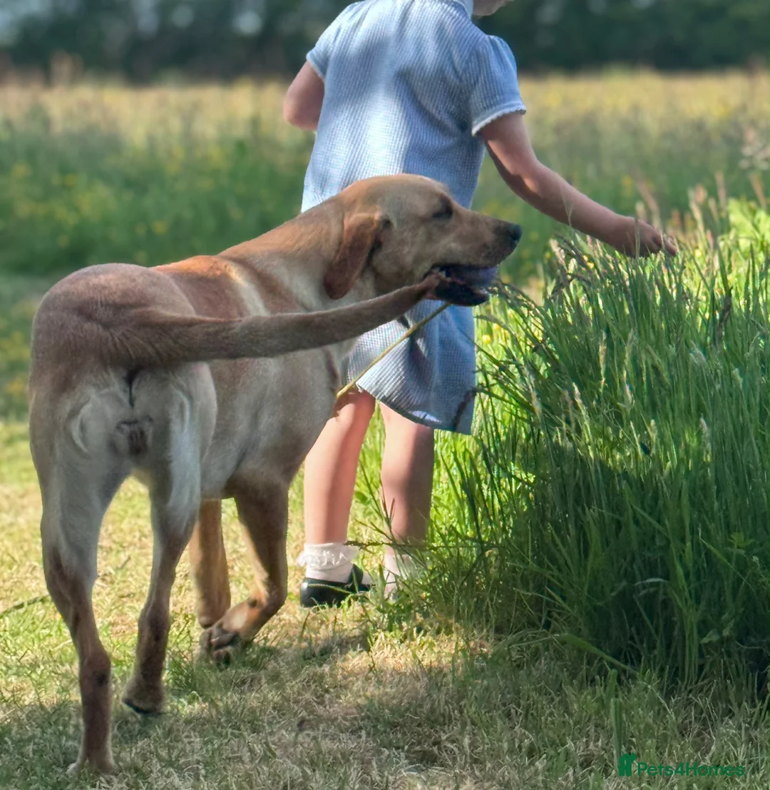 Labrador Retriever dogs for sale: Beautiful friendly lab - Advert 4