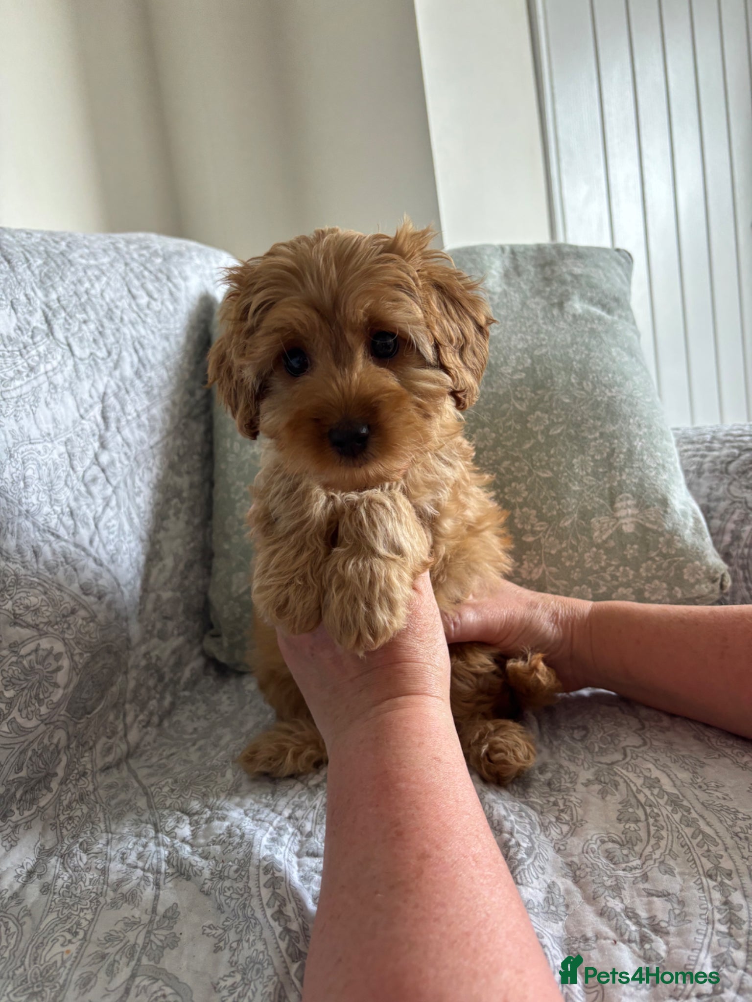 Cavapoo dogs Red F1b cavapoos from health tested parents - Advert 1