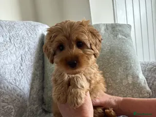 Cavapoo dogs Red F1b cavapoos from health tested parents - Advert 6