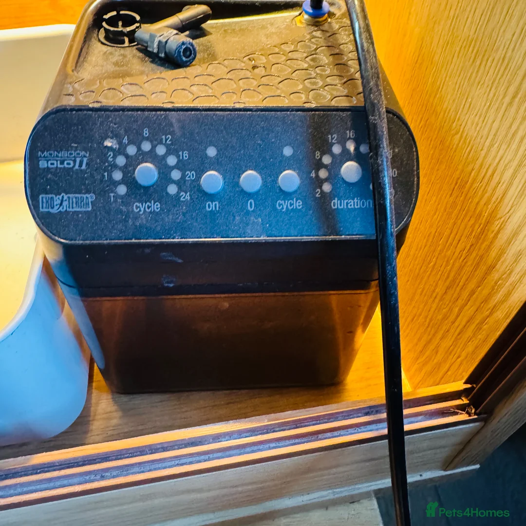 Chameleon reptiles for sale: Chameleons housing  in Halesowen - Advert 4