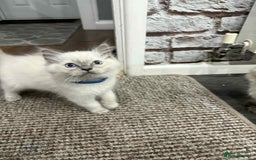 Ragdoll cats for sale: Ragdoll Kittens - Image 3