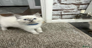 Ragdoll cats - Advert 1