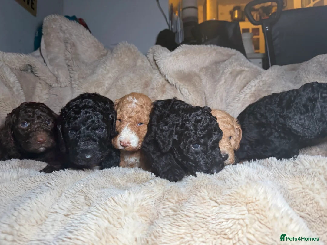 Goldendoodle dogs for sale: Female Goldendoodle Ready Now - Advert 25