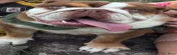 English Bulldog dogs for sale: English Bulldog 20months old  - Advert 3