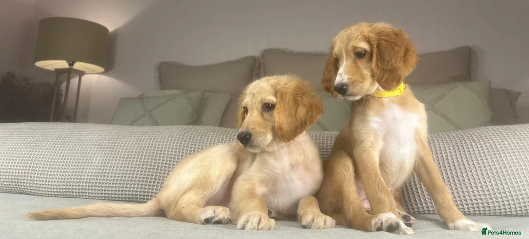 Irish Doodle dogs for sale: The perfect Doodle - Advert 4