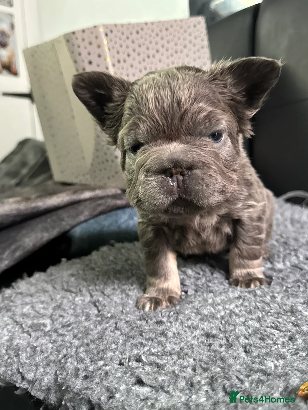 French Bulldog dogs for sale: **REDUCED**FLUFFY  FULL FLUFFY FRENCHBULLDOGS😍😍 - Advert 12