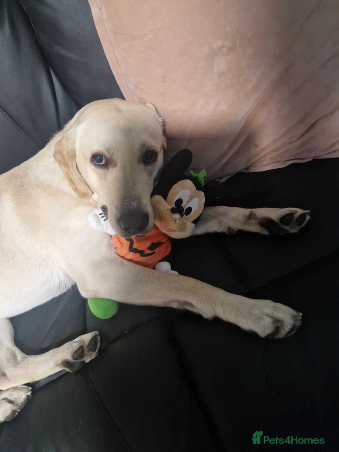 Labrador Retriever dogs for stud: Billy  PROVEN STUD in Coventry - Advert 3