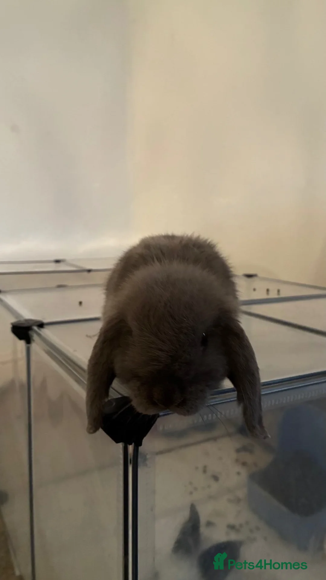 Dwarf Lop rabbits for sale: Dwarf lop bunny male in Stoke-on-Trent - Advert 3