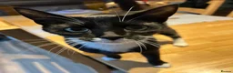 Mixed Breed cats for sale: Tuxedo male, age 2 - Advert 1