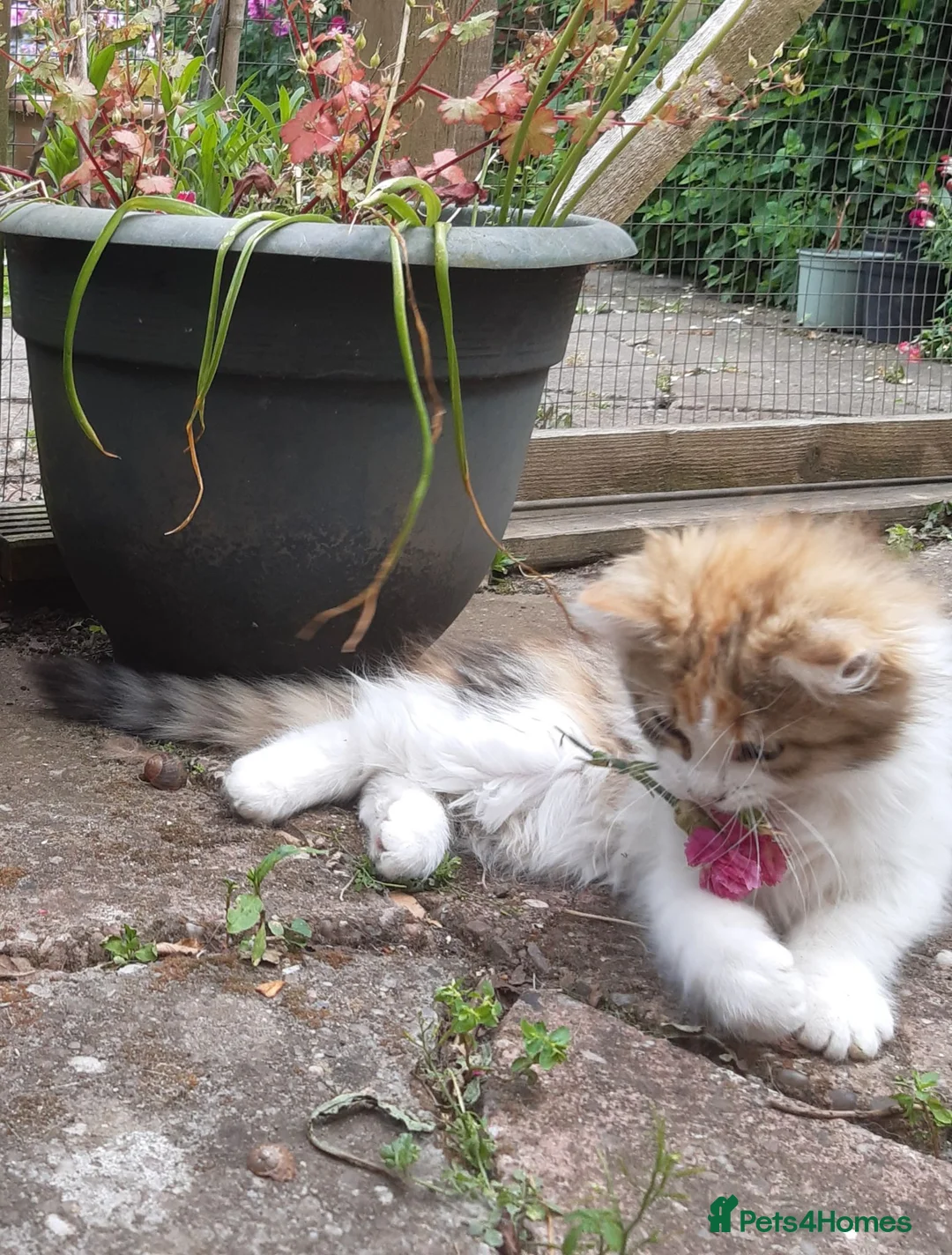 Siberian cats for sale: Gorgeous Siberian Girl - Advert 6
