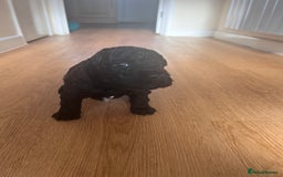 Cockapoo dogs for sale: 2 beautiful F2 cockapoos  - Image 4