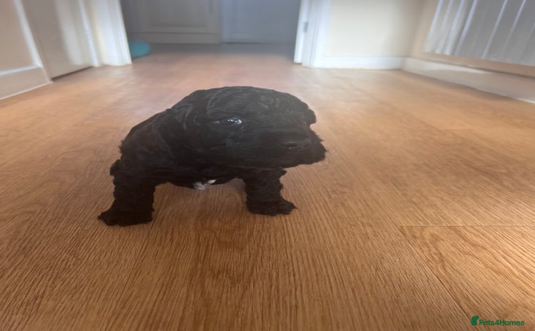 Cockapoo dogs 1 male left - Beautiful F2 Cockapoo - Advert 5