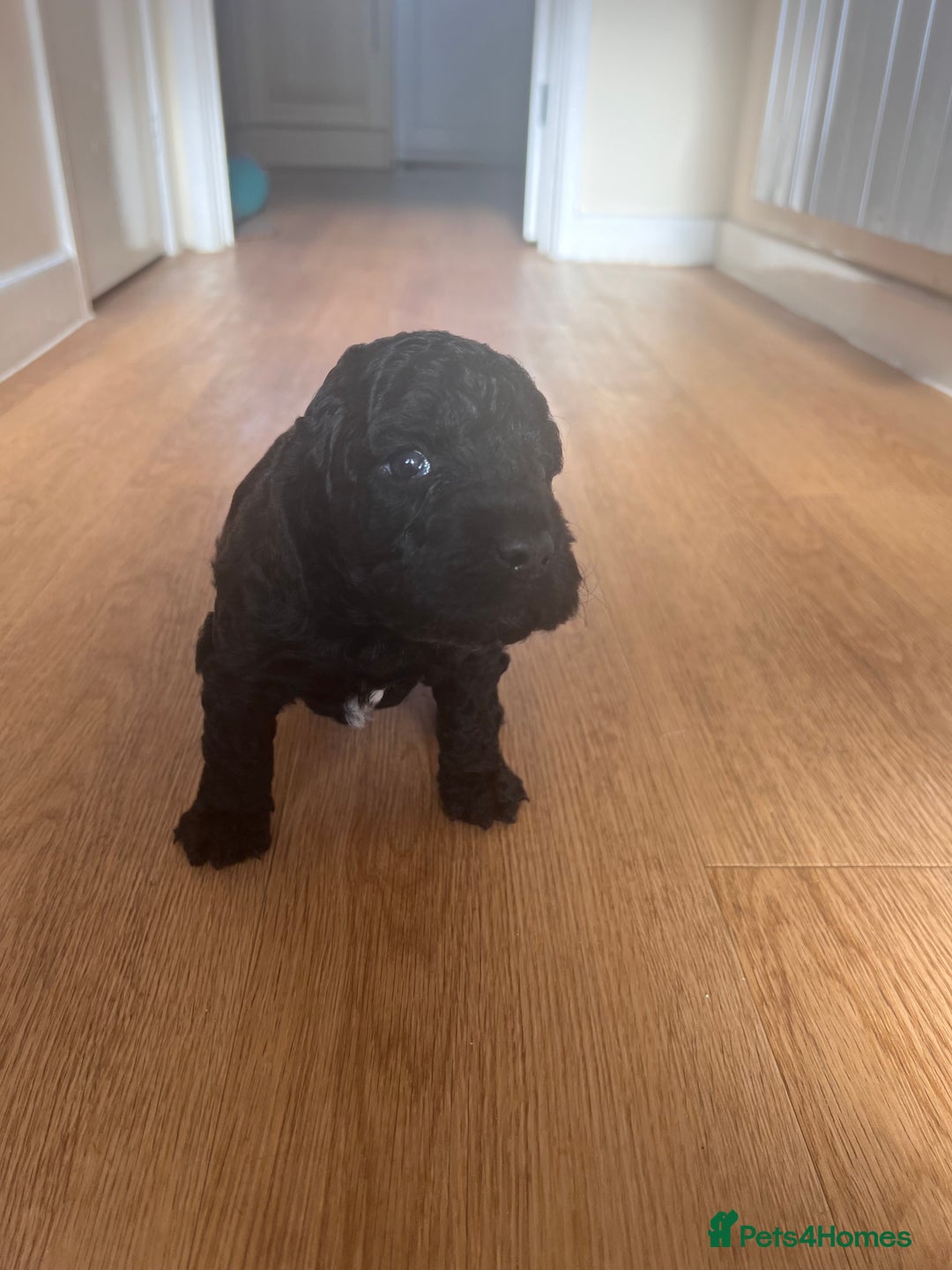 Cockapoo dogs for sale: 2 beautiful F2 cockapoos  - Image 4