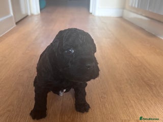 Cockapoo dogs 1 male left - Beautiful F2 Cockapoo - Advert 6