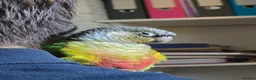 Conures birds for sale: Young Male Green-Cheek Conure - Loving Home Wanted in Chelmsford - Advert 4