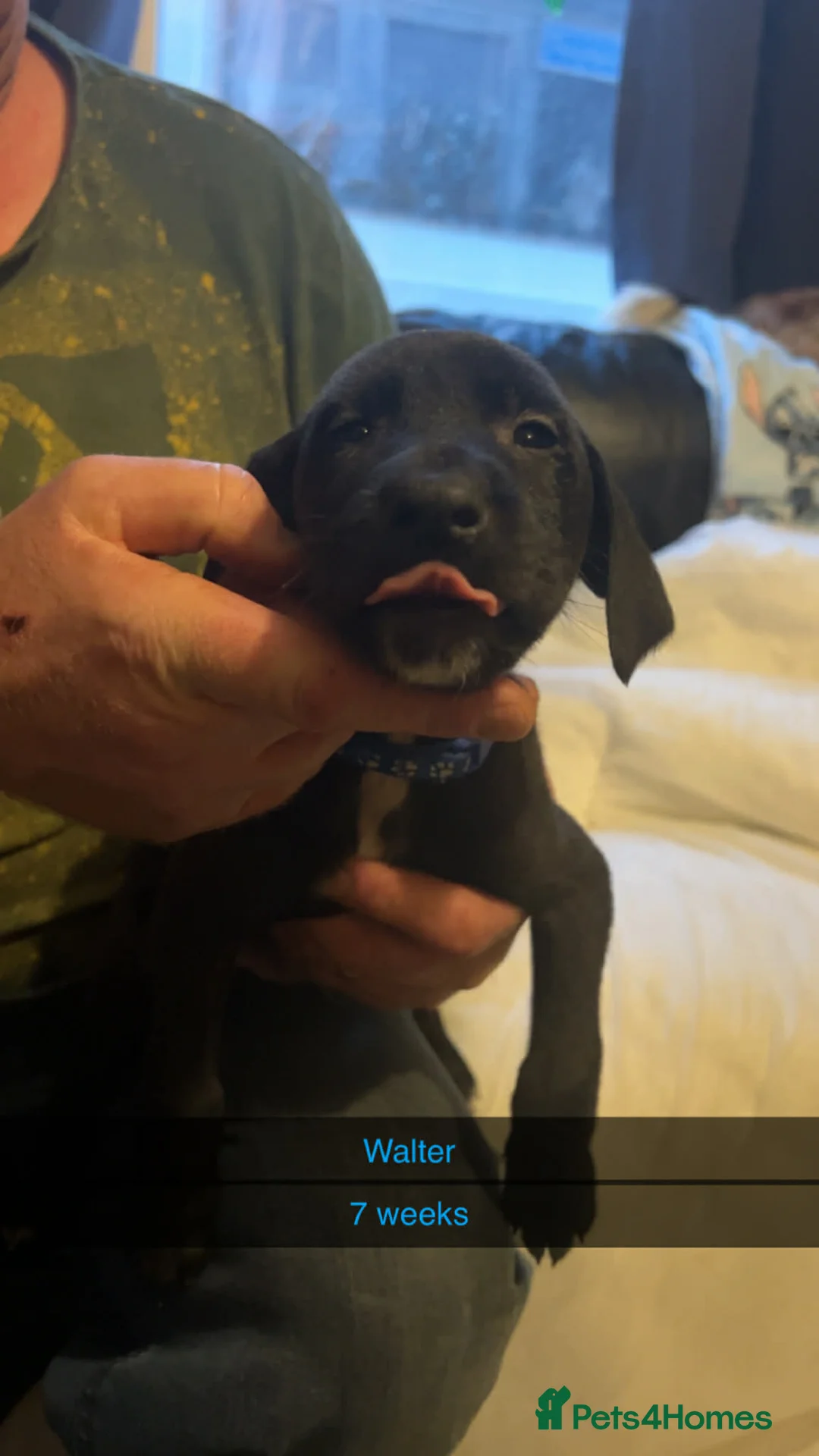 Lurcher dogs for sale: Lurcher pups  - Advert 3