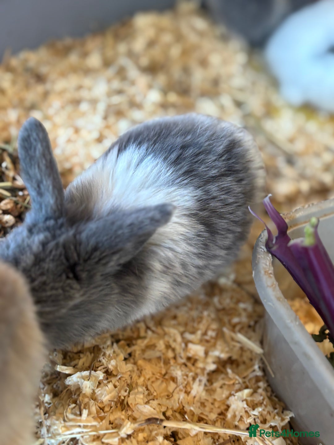 Mini Lop rabbits for sale: Mini Lops & Mini Lion Lops. Separate litters - Image 24