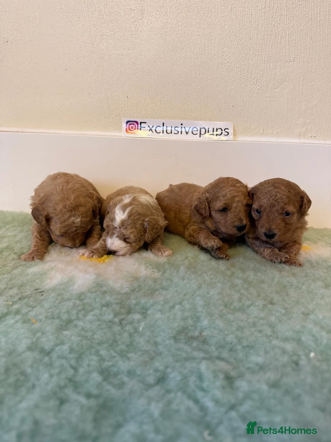 Miniature Poodle dogs for sale: 🧬✅KENNEL CLUB REGISTERED MINIATURE POODLES   - Advert 9