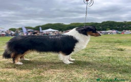 Australian Shepherd dogs for sale: KC registered Australian shepherd puppies  - Image 12