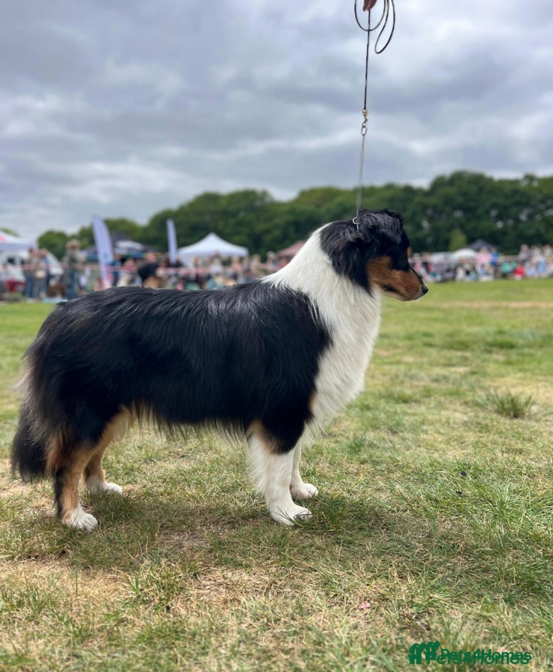 Australian Shepherd dogs for sale: KC registered Australian shepherd puppies  - Image 12