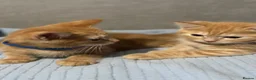 Mixed Breed cats for sale: 4 Beautiful Kittens Ready Now!  - Advert 10