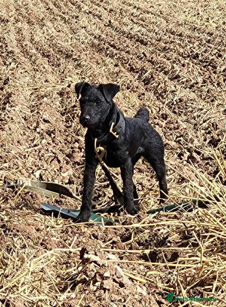 Mixed Breed dogs Patterdale/lakeland mix pups. - Advert 2