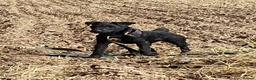 Mixed Breed dogs for sale: Patterdale/lakeland mix pups. - Advert 2