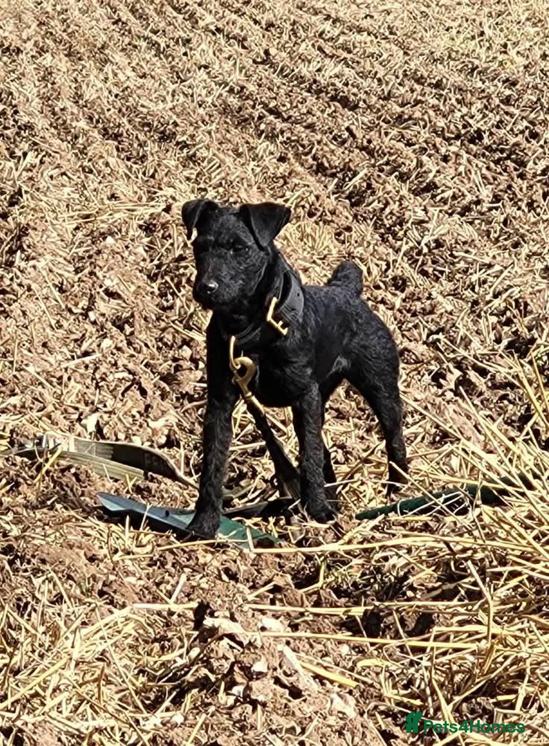 Mixed Breed dogs for sale: Patterdale/lakeland mix pups. - Advert 2