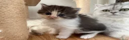 Persian cats for sale: Mixed Persians  - Advert 4