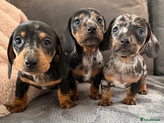 Dachshund dogs Miniature dachshund puppies for sale - Advert 5