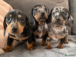 Dachshund dogs Miniature dachshund puppies for sale - Advert 8