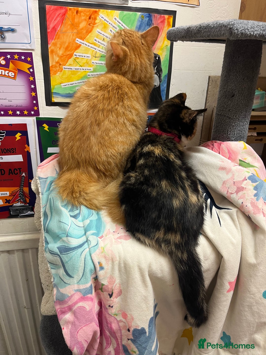 Domestic Shorthair cats for sale: Trixie  - Advert 8