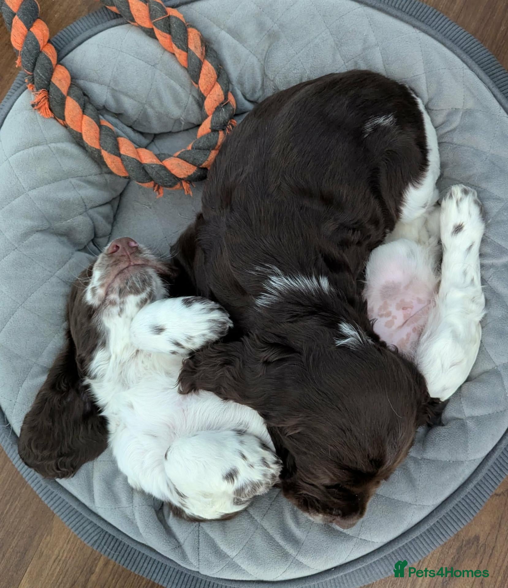 Cocker Spaniel dogs Cocker Spaniel Worker PUPPY 💙❤️,1BOY💙 ,1GIRL♥️ - Advert 2