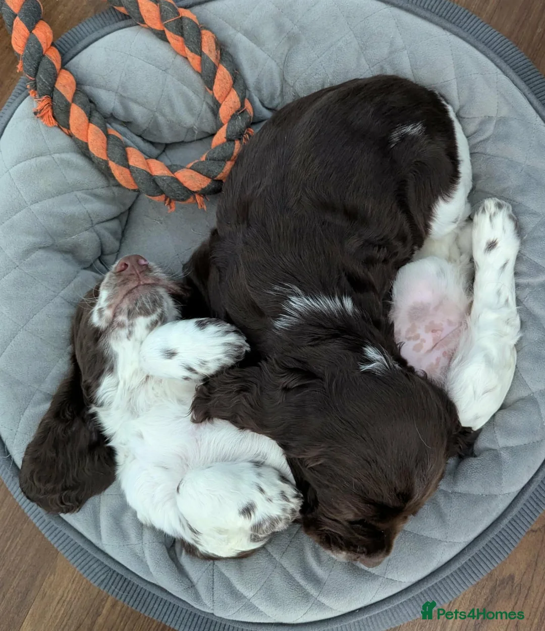 Cocker Spaniel dogs for sale: Cocker Spaniel Worker PUPPY 💙❤️,1BOY💙 ,1GIRL♥️ - Advert 2