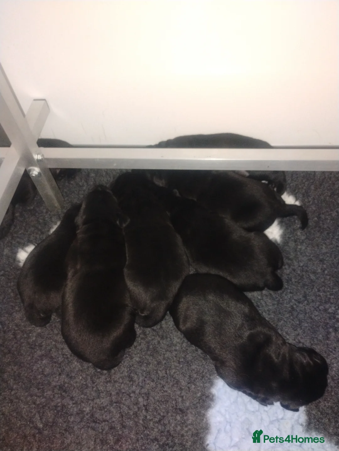 Labrador Retriever dogs for sale: KC registered Black Labrador Puppies  - Advert 2