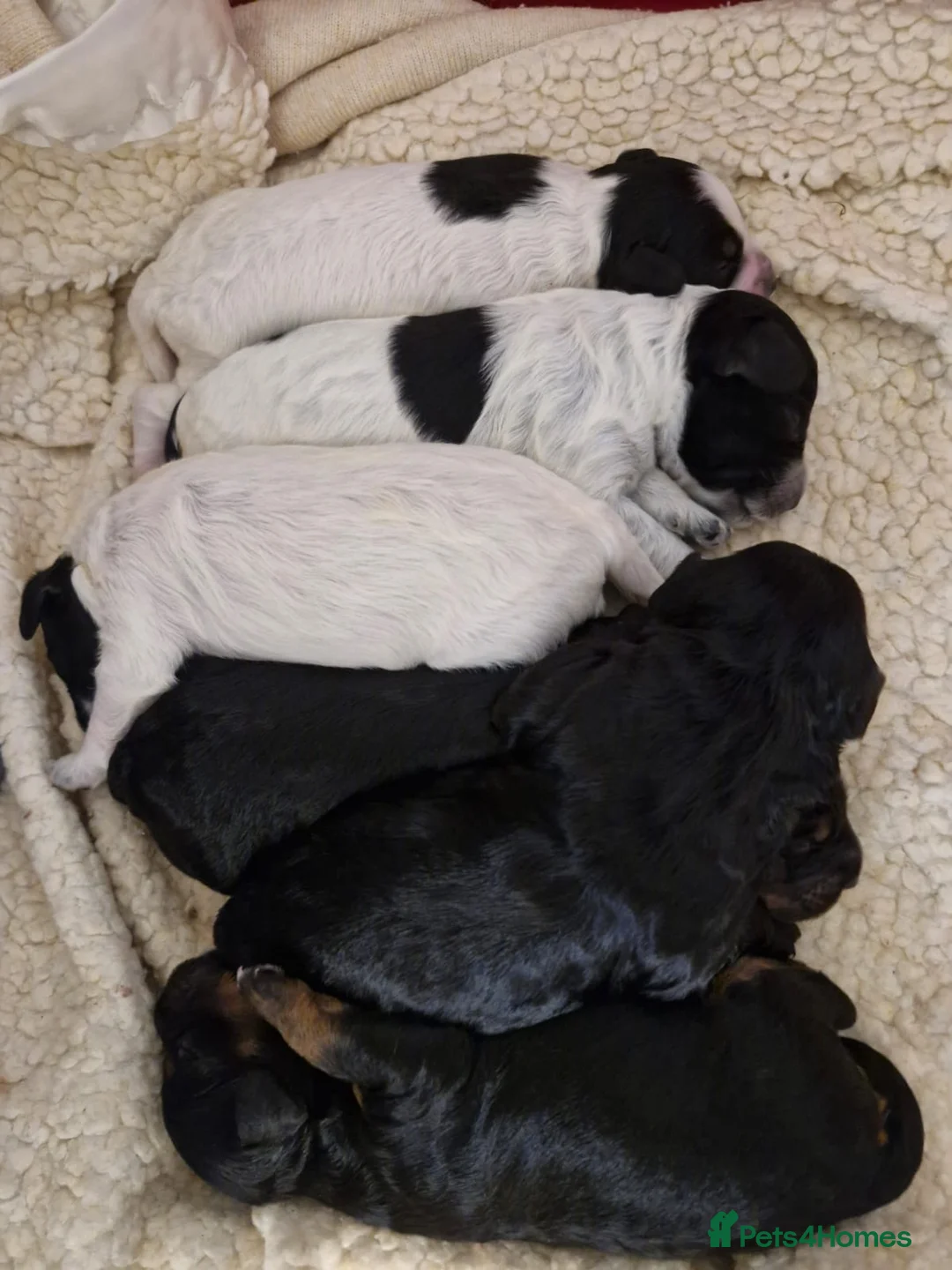 Cockapoo dogs for sale: 6 miniature Cockapoo Puppies - Advert 13