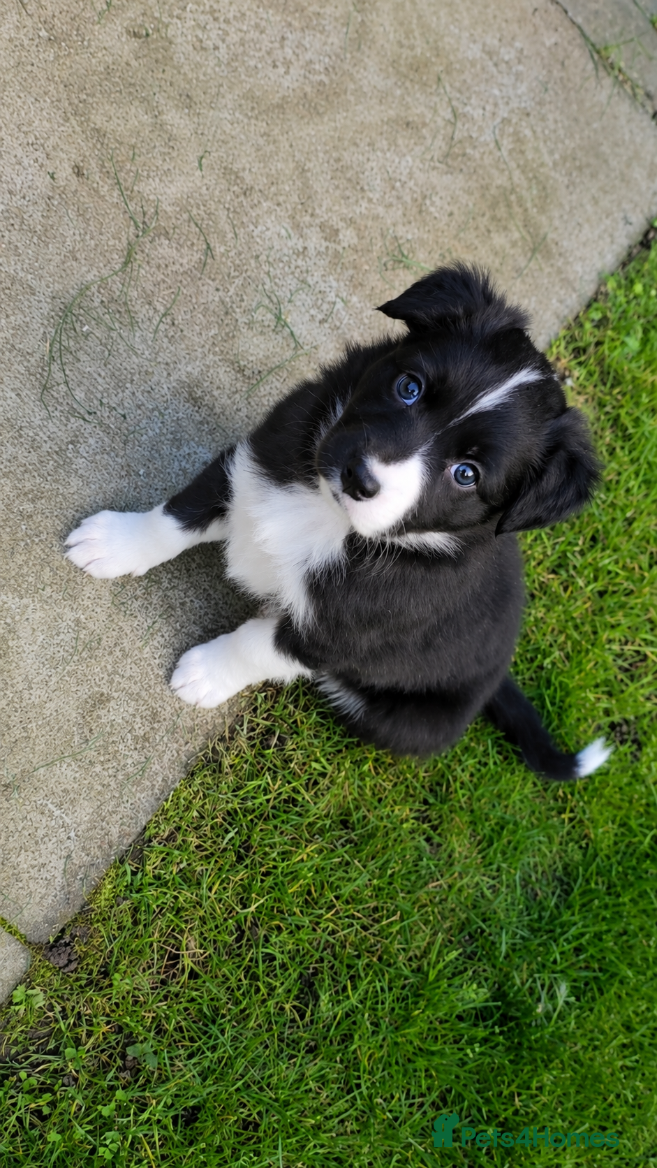 Border Collie dogs BORDER COLLIE PUPPIES – BEAUTIFUL LITTER OF 9  - Advert 4