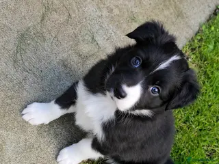 Border Collie dogs BORDER COLLIE PUPPIES – BEAUTIFUL LITTER OF 9 - Advert 4