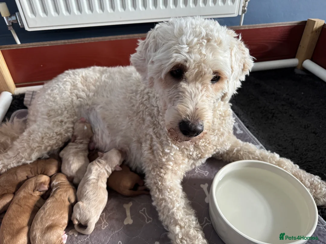 Goldendoodle dogs for sale: Outstanding Double Doodles  - Advert 1