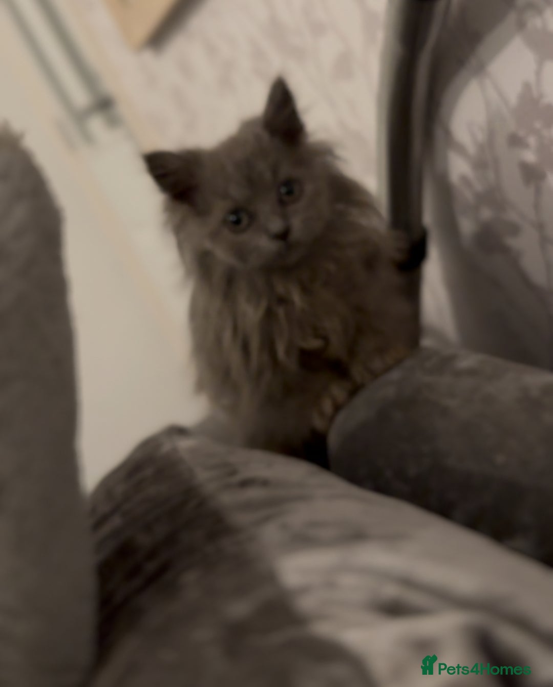 British Longhair cats for sale: Adorable British Longhair Kittens Ready Now! - Advert 19