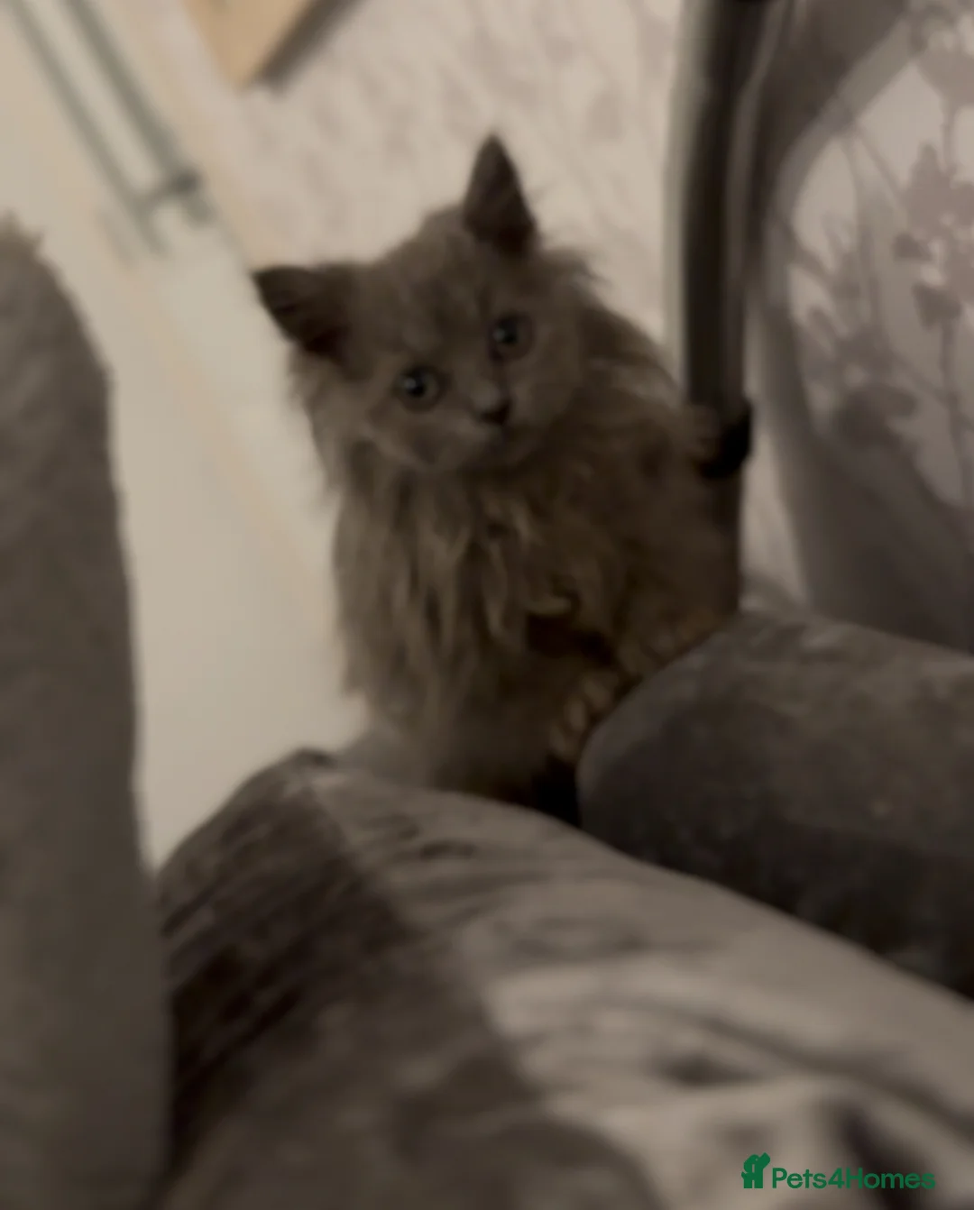 British Longhair cats for sale: Adorable British Longhair Kittens Ready Now! - Advert 19